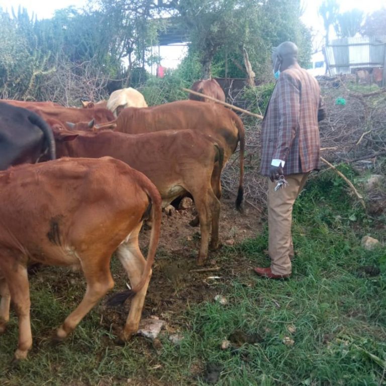 Cattle looking for water Cattle looking for water